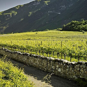 Passeggiate nei vigneti de La Cadalora