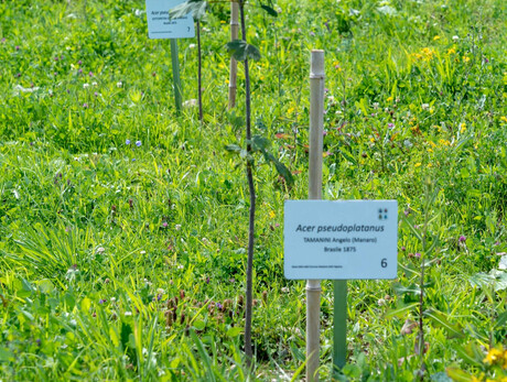 PIANTINA E DEDICA AL BOSCO DELLE RADICI