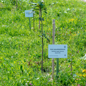 PIANTINA E DEDICA AL BOSCO DELLE RADICI