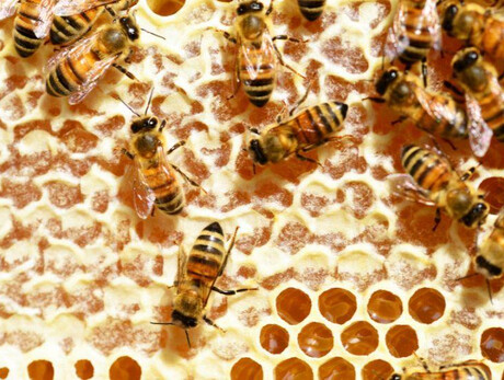 Relaxiamoci con le api - Prova ad essere ape