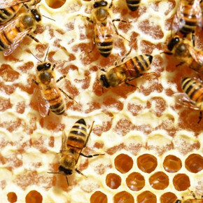 Relaxiamoci con le api - Prova ad essere ape