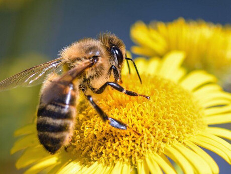 Relaxiamoci con le api nell'apiario del benessere