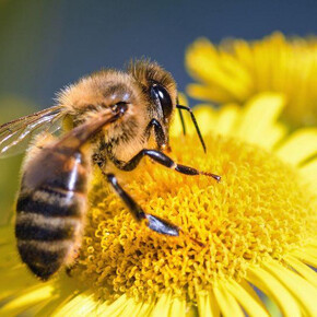 Relaxiamoci con le api nell'apiario del benessere