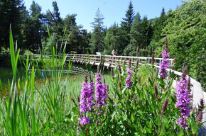 Natural Dyes - Viote del Monte Bondone Alpine Botanical Garden