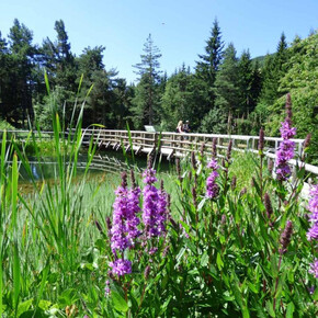 Natural Dyes - Viote del Monte Bondone Alpine Botanical Garden