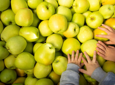 Tour guidato della fattoria didattica Leita per scoprire tutto sul mondo delle mele Melinda
