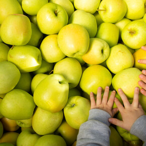 A guided tour of Leita Farm to find out all about the Melinda apples