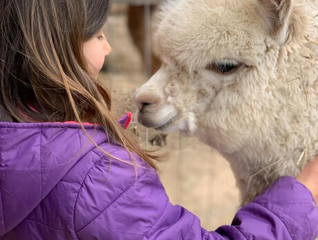 Alpaca trekking - an experience for all