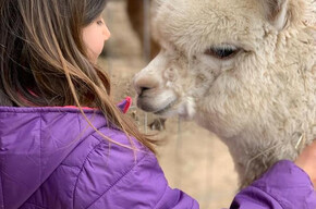 Alpaca trekking - an experience for all