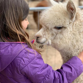 Alpaca trekking - an experience for all