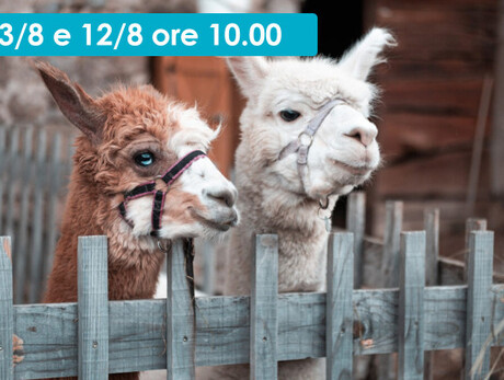 TREKKING GUIDATO CON ALPACA E ASINI AL RIFUGIO POTZMAUER