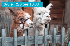 TREKKING GUIDATO CON ALPACA E ASINI AL RIFUGIO POTZMAUER