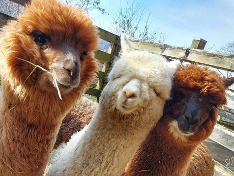 Trekking in Cimana con gli alpaca