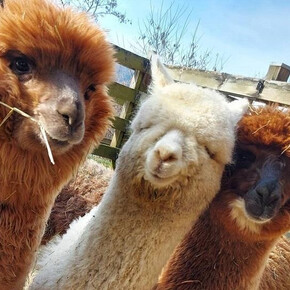 Trekking in Cimana con gli alpaca