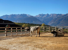 Visita guidata all'Azienda Agricola Sicherhof