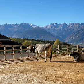 Guided tour of the Sicherhof Farm