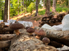 Guided tour of the mushroom farm in the forest