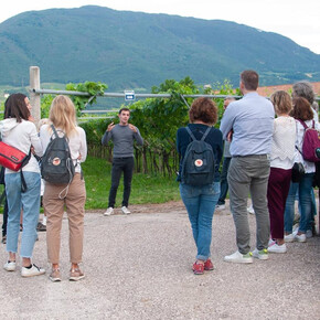 Visits and tasting - Cantina Endrizzi Elio e fratelli