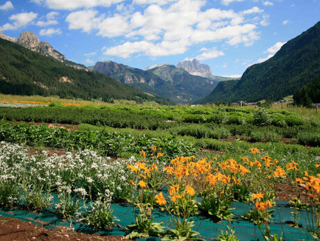 Eco Green Agritur Fiores_7