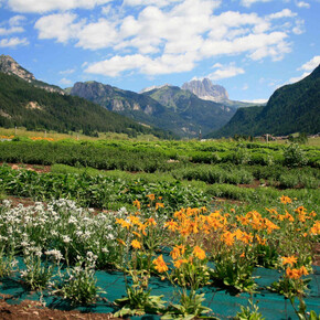 Eco Green Agritur Fiores_7