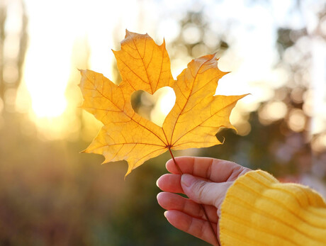 Laboratorio Autunno