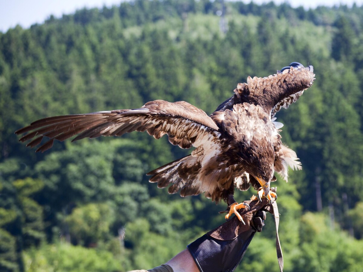 Falconer at Lusia Pass - Guide - Events