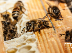 Aus Holz...ein Bienenstock