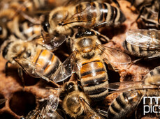 Aus Holz...ein Bienenstock