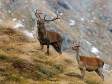 The bellow of the stag during the day