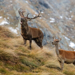 The bellow of the stag during the day