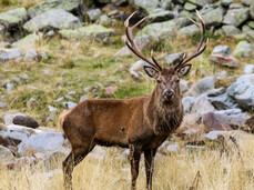 Il bramito del cervo di giorno