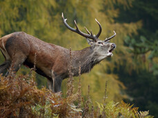 The bellow of the stag during the day