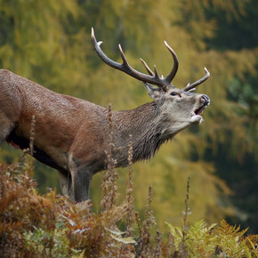 The bellow of the stag at night