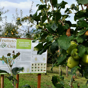 The ancient apples