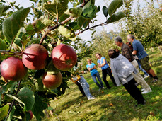 The ancient apples