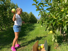 Apple harvest