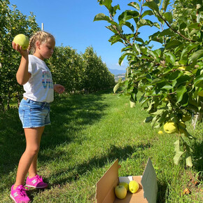 Apple harvest