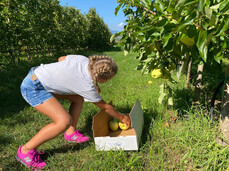 Apple harvest