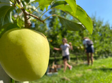 Apple harvest