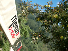 The Farmer’s Market in Cogolo