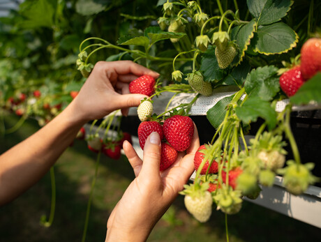 Visite guidate allo stabilimento di piccoli frutti Sant'Orsola