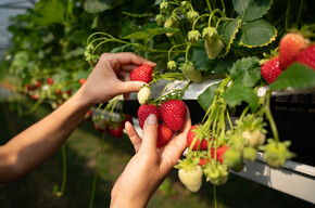 Visite guidate allo stabilimento di piccoli frutti Sant'Orsola