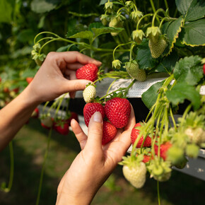 Visite guidate allo stabilimento di piccoli frutti Sant'Orsola