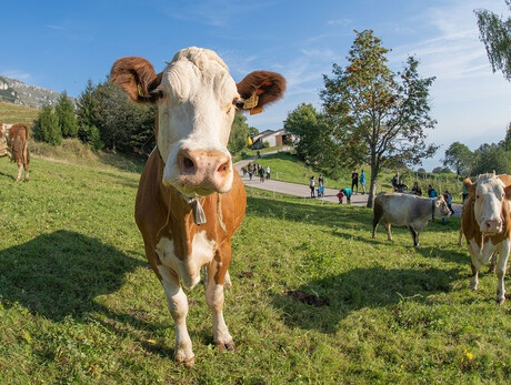  Erleben Sie die Malga und speisen Sie in der Agritur 