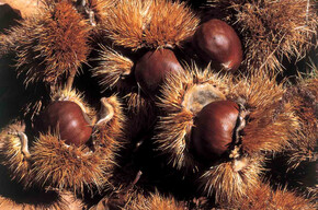  Chestnut feast 