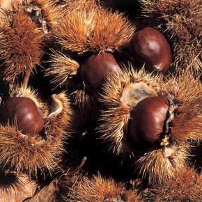  Chestnut feast 