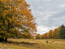  Laub und Aromen des Vallagarina 