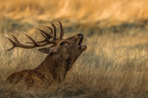  The deer's roaring 