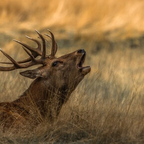  The deer's roaring 