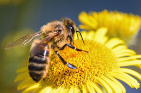  Entspannung mit Bienen 